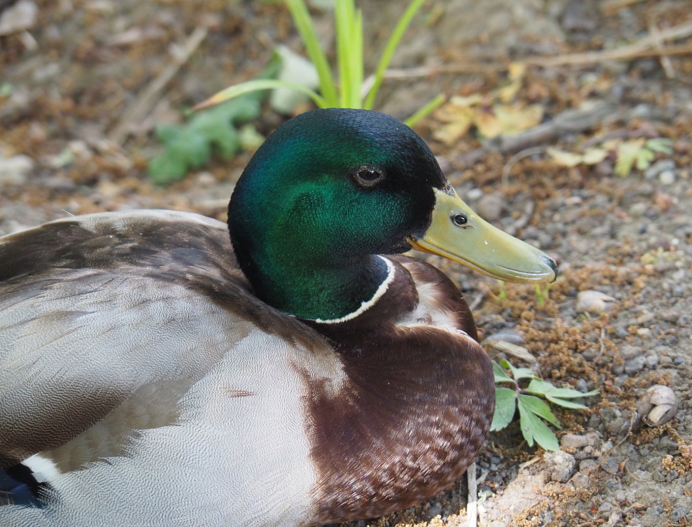 Wild Mallard drake (Anas platyrhynchos), 2020-05-23