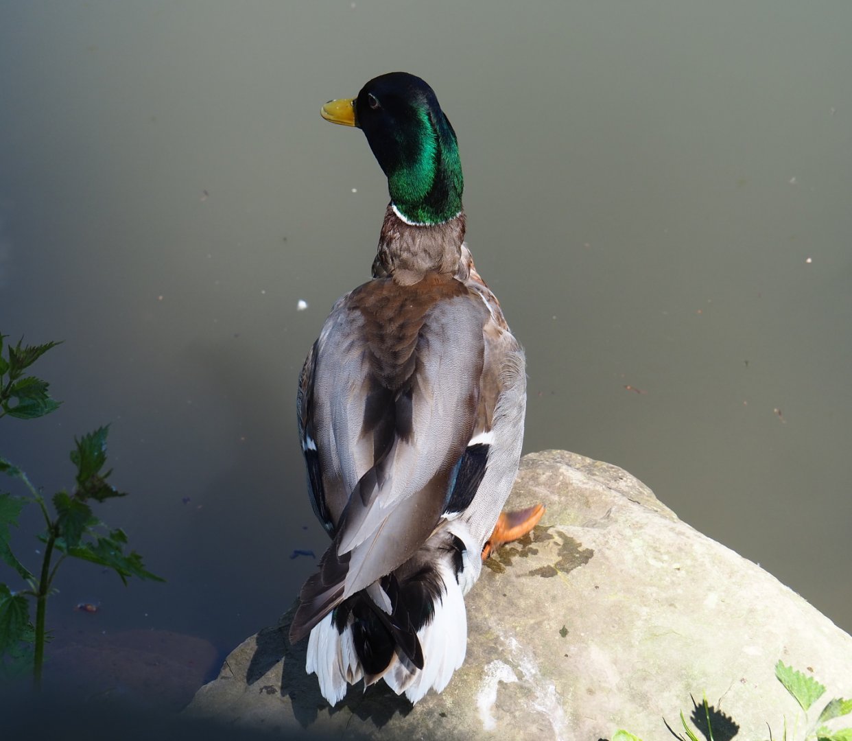 Wild Mallard drake (Anas platyrhynchos), 2021-05-29