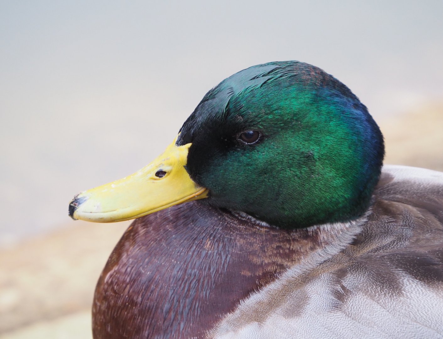 Wild Mallard drake (Anas platyrhynchos), 2021-11-06