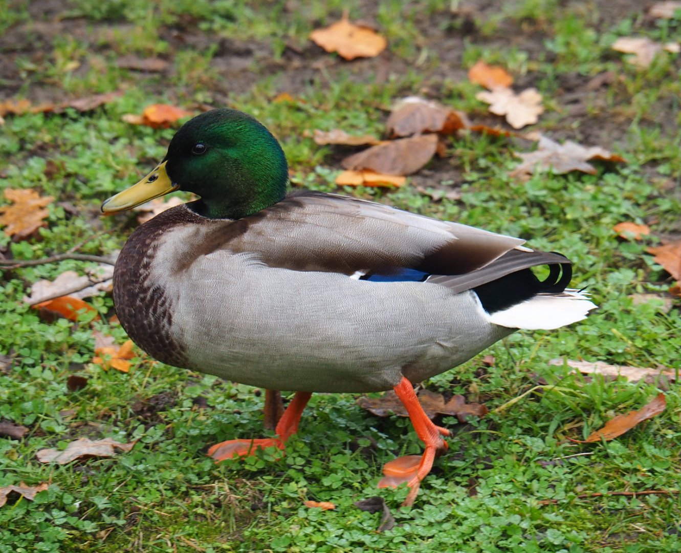 Wild Mallard drake (Anas platyrhynchos), 2021-11-23