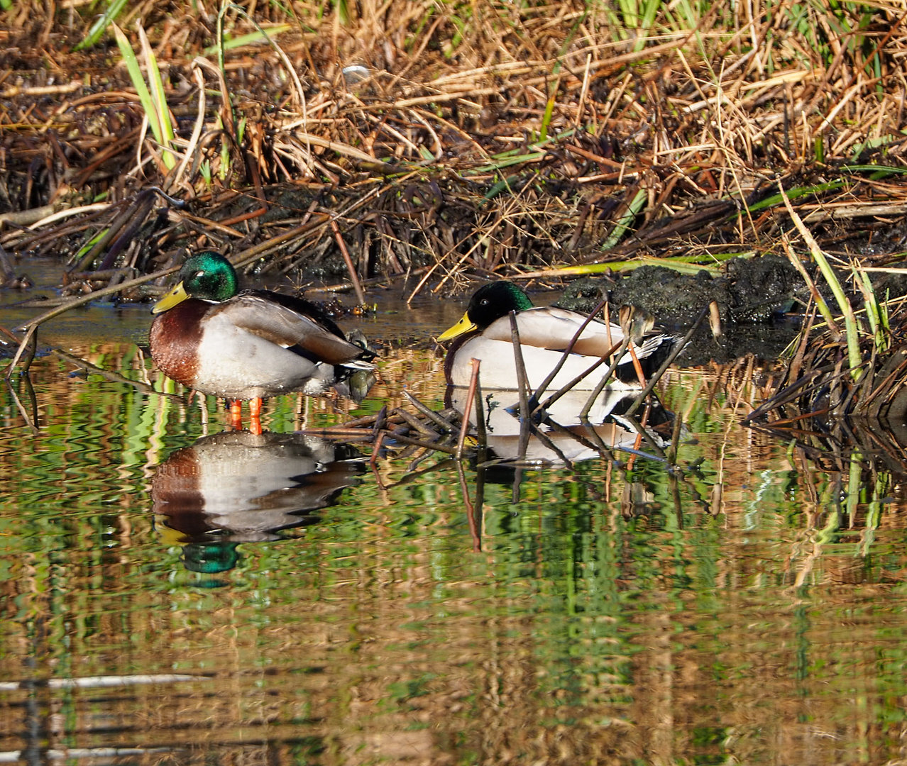Wild Mallard drake (Anas platyrhynchos), 2022-02-12