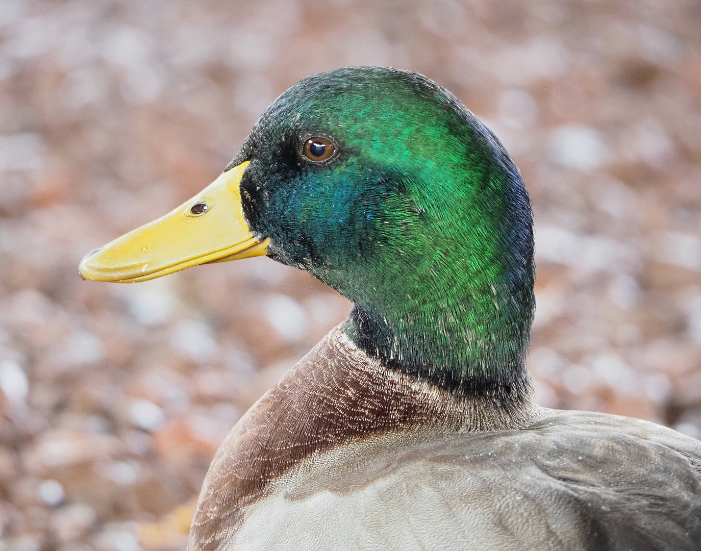 Wild Mallard drake (Anas platyrhynchos), 2022-09-15