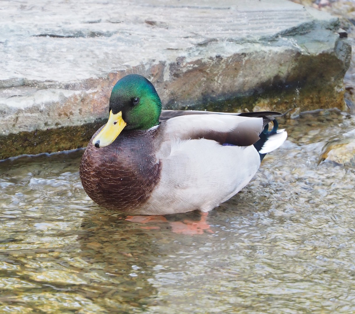 Wild Mallard drake (Anas platyrhynchos), 2022-10-19
