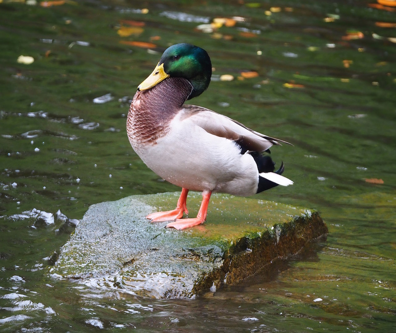 Wild Mallard drake (Anas platyrhynchos), 2022-10-29