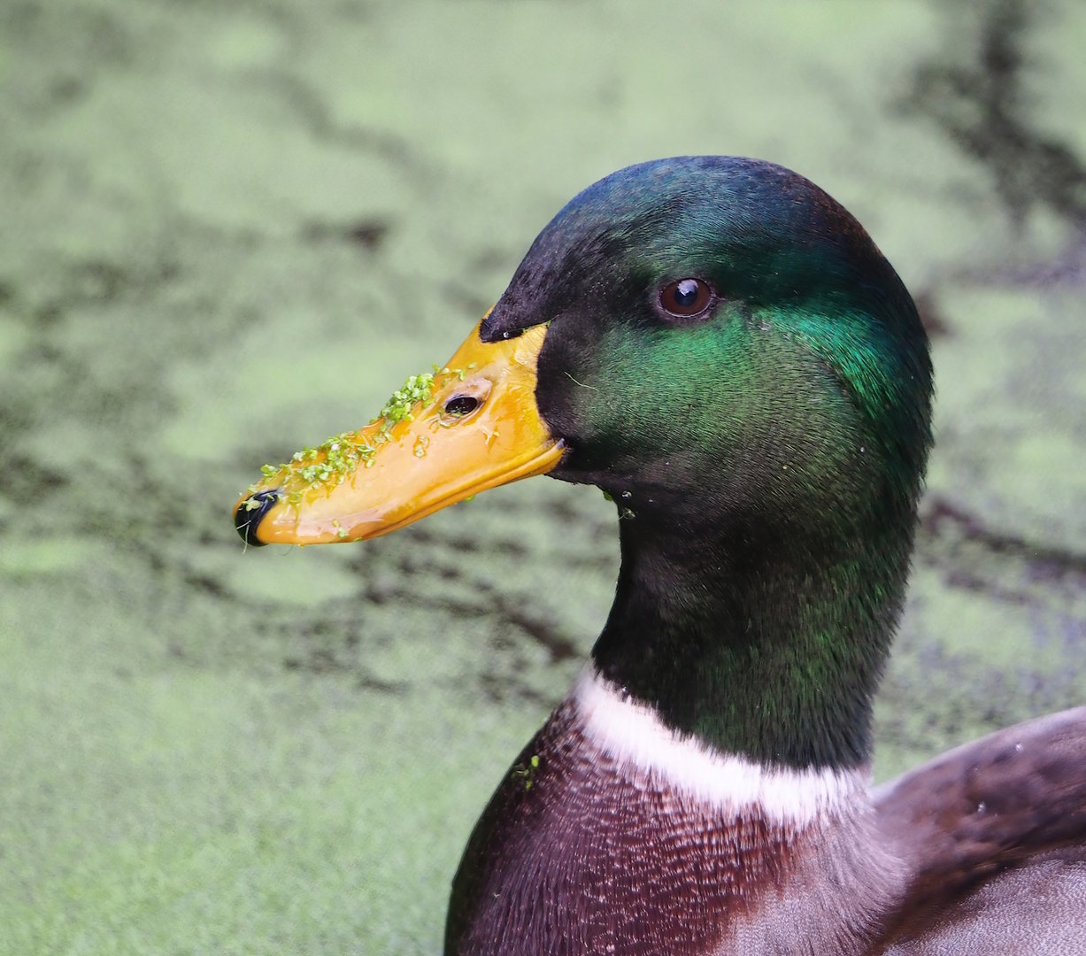 Wild Mallard drake (Anas platyrhynchos), 2022-10-29