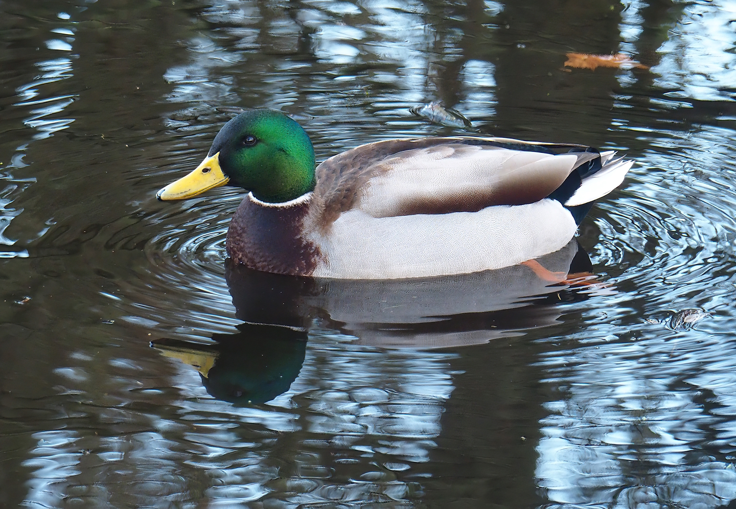 Wild Mallard drake (Anas platyrhynchos), 2022-12-27