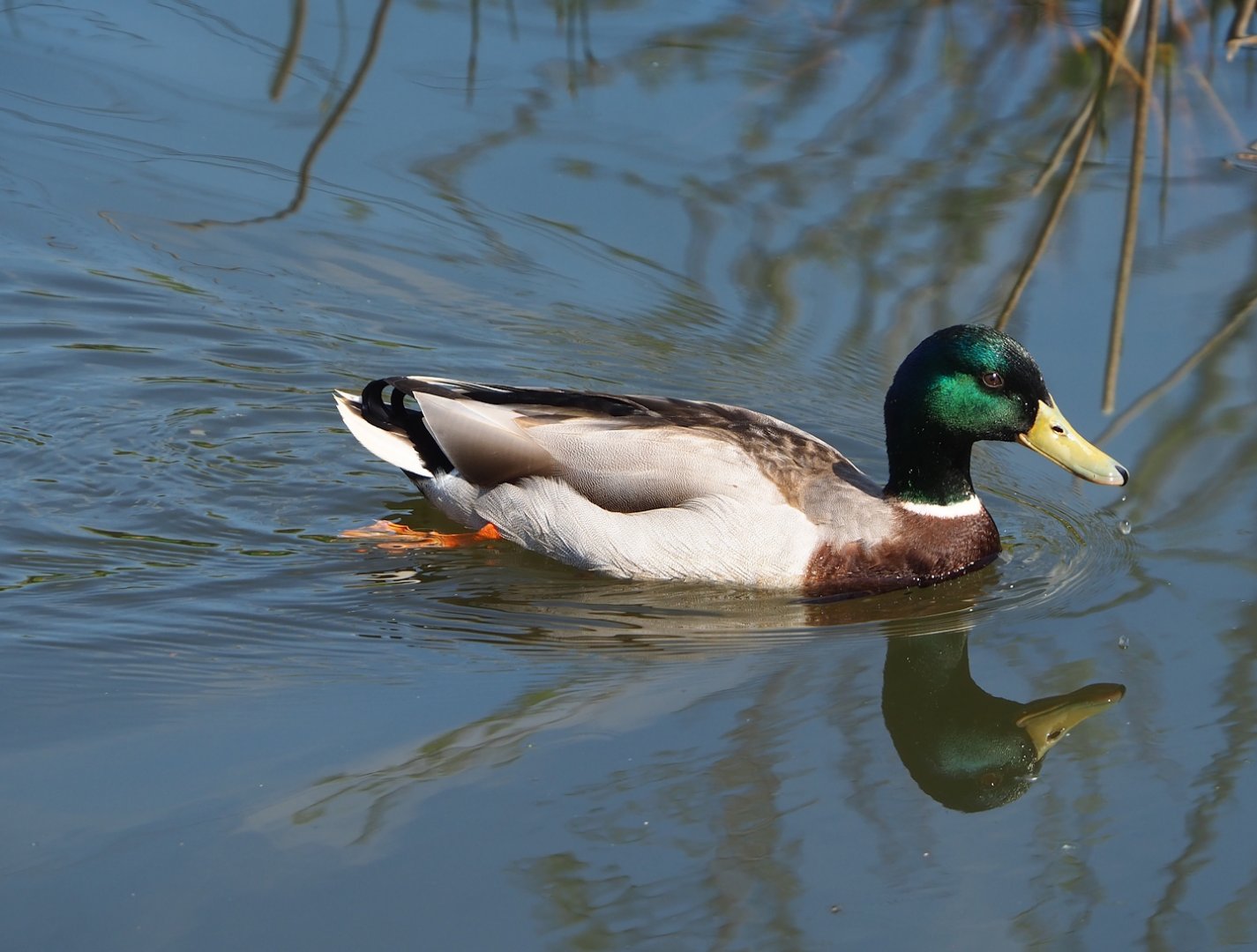 Wild Mallard drake (Anas platyrhynchos), 2023-04-30