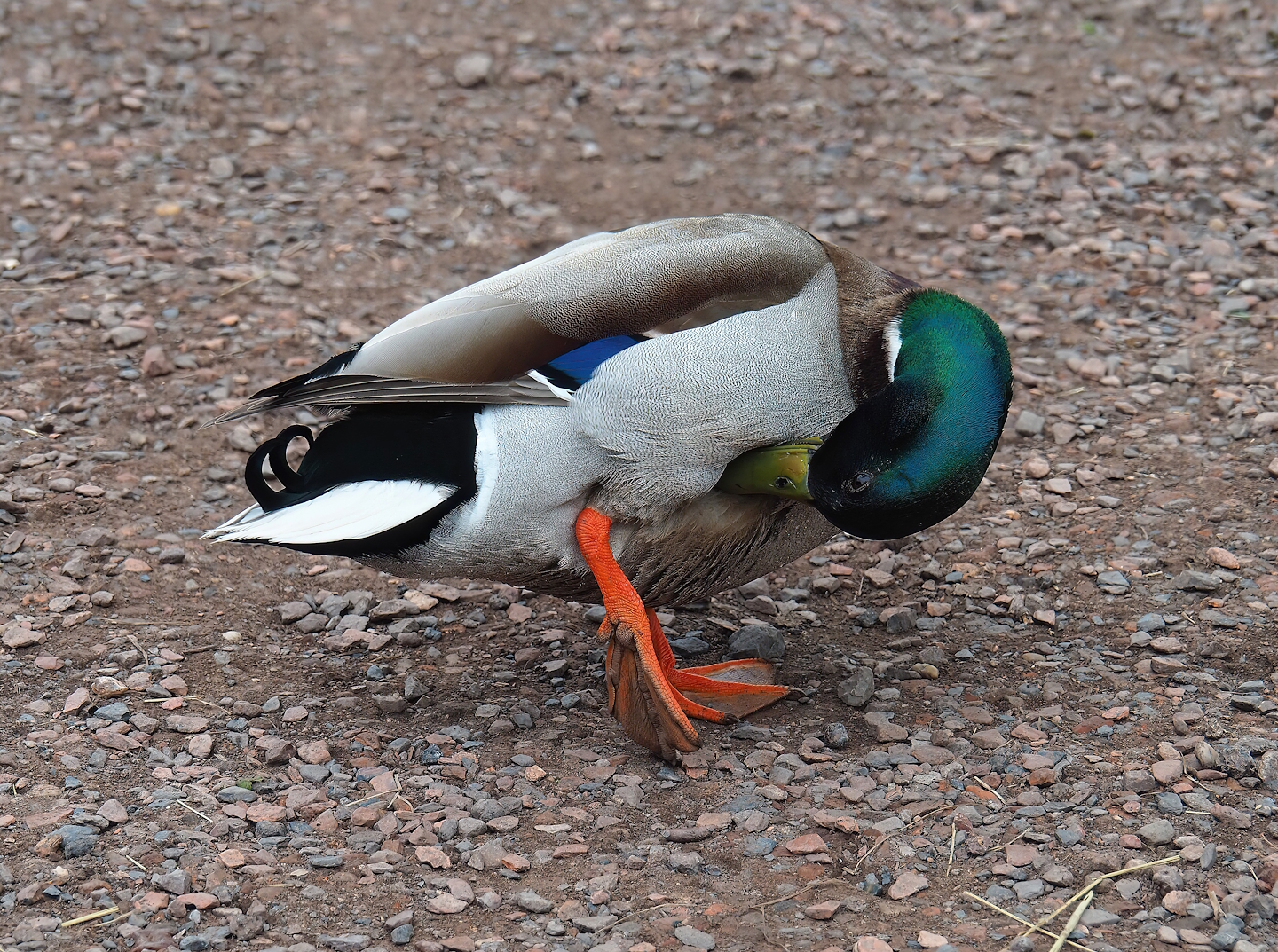 Wild Mallard drake (Anas platyrhynchos), 2023-05-15