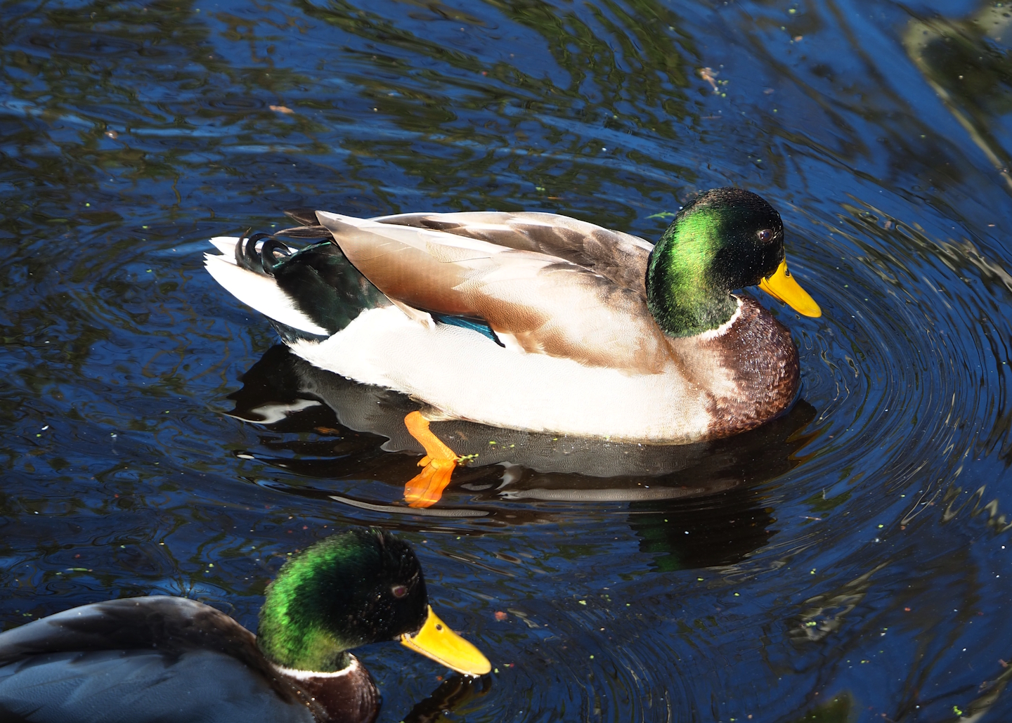 Wild Mallard drake (Anas platyrhynchos), 2024-03-04
