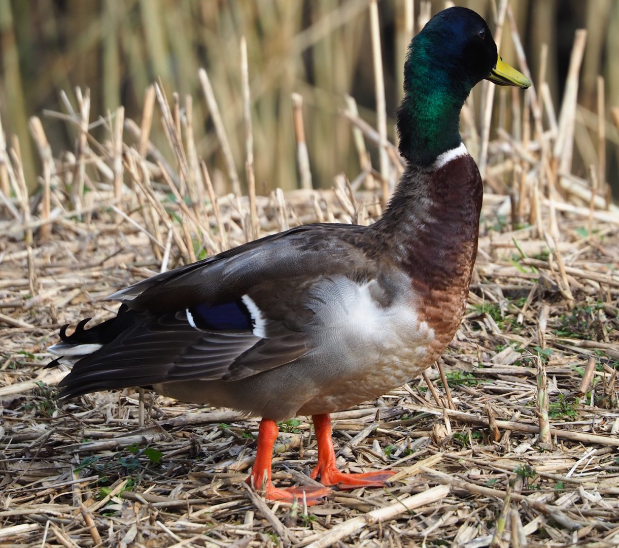 Wild Mallard drake (Anas platyrhynchos), 2024-03-04