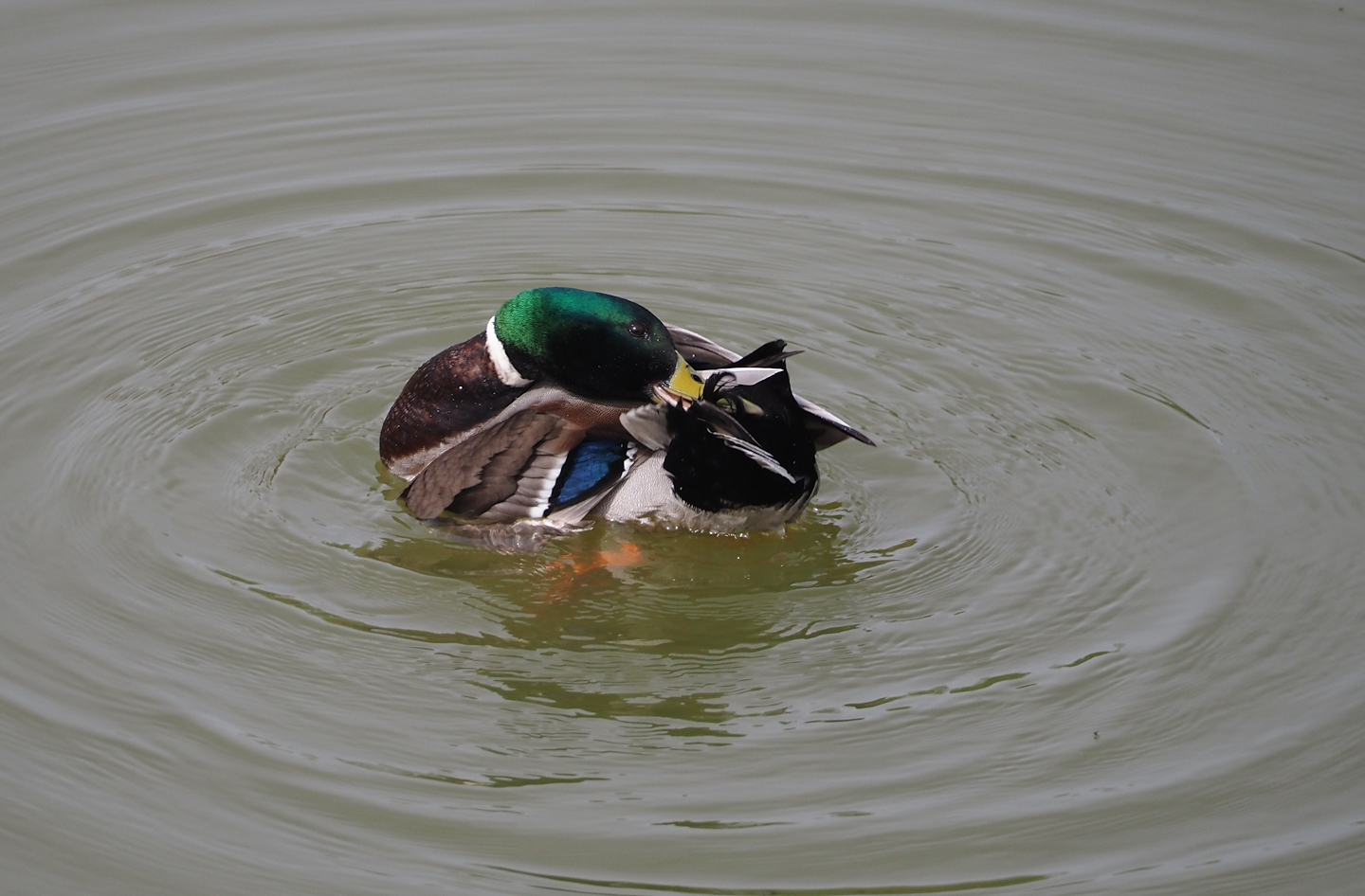 Wild Mallard drake (Anas platyrhynchos), 2024-04-06