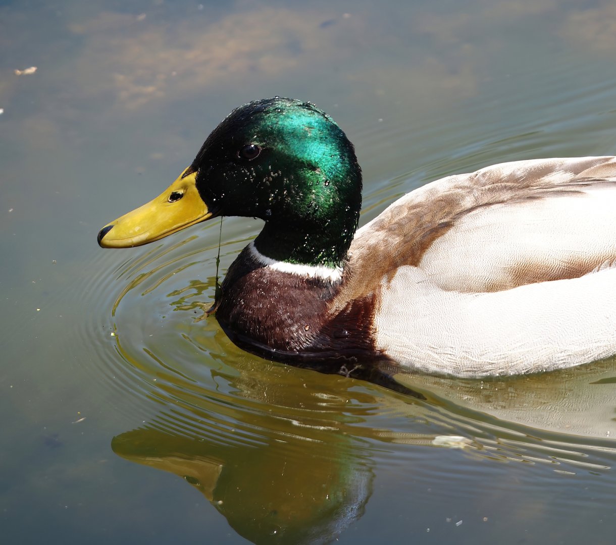 Wild Mallard drake (Anas platyrhynchos), 2025-05-22