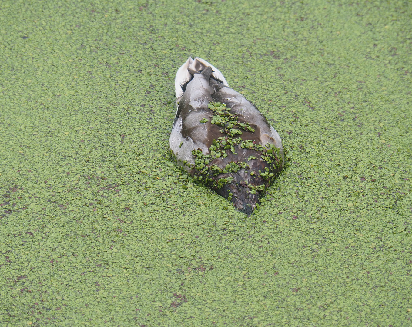Wild Mallard drake (Anas platyrhynchos) in duckweed, 2022-09-14