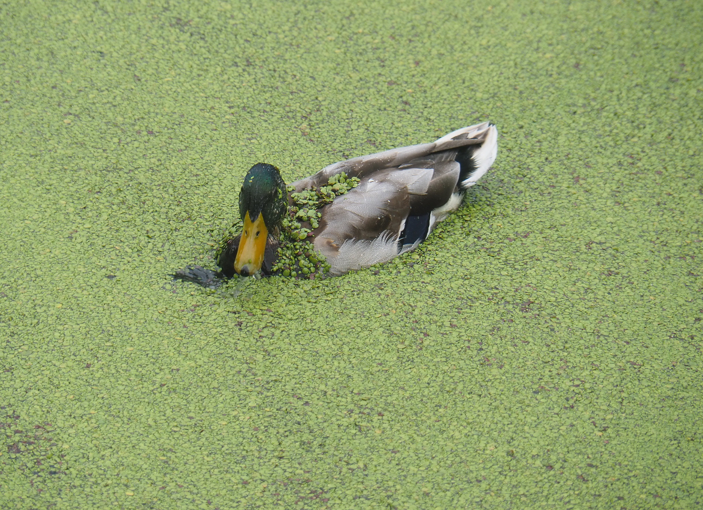 Wild Mallard drake (Anas platyrhynchos) in duckweed, 2022-09-14