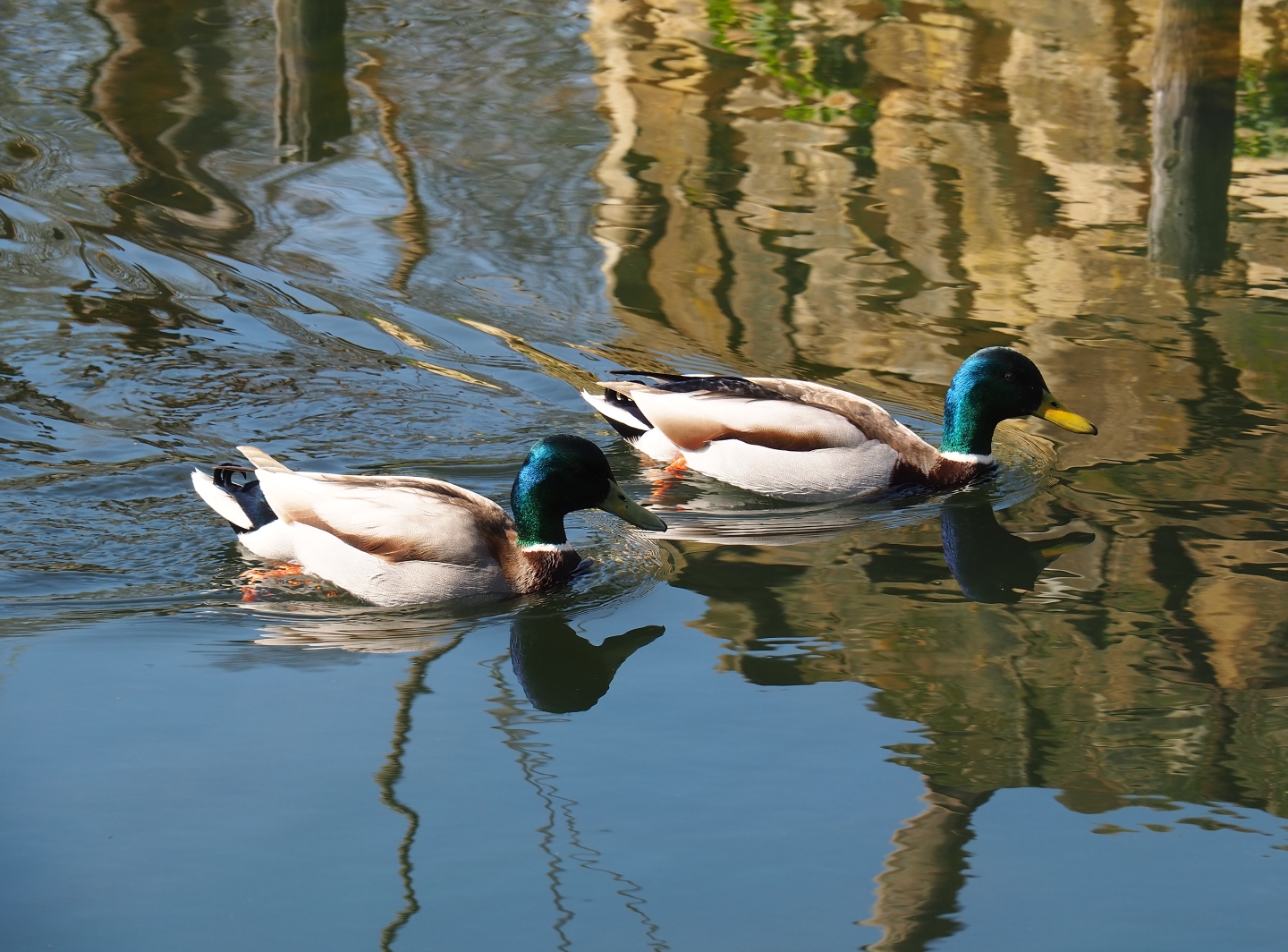 Wild mallard drakes (Anas platyrhynchos), 2019-03-30