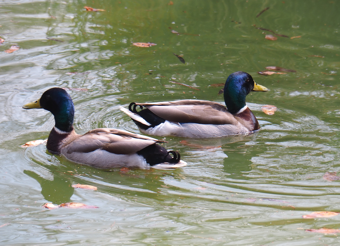 Wild Mallard drakes (Anas platyrhynchos), 2021-04-21