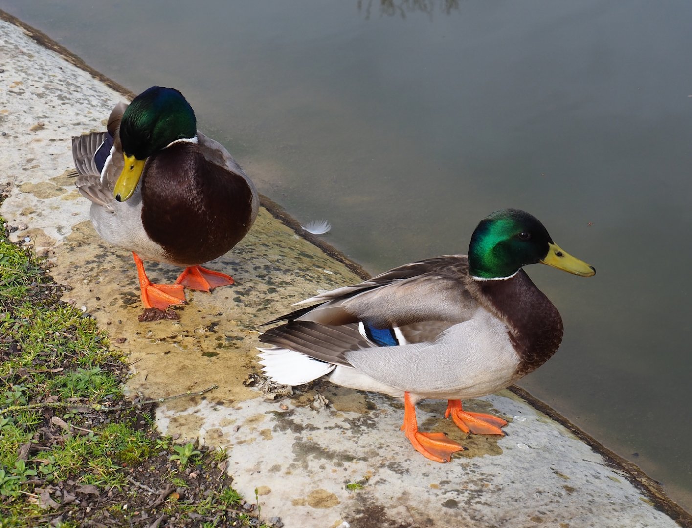 Wild Mallard drakes (Anas platyrhynchos), 2023-03-28