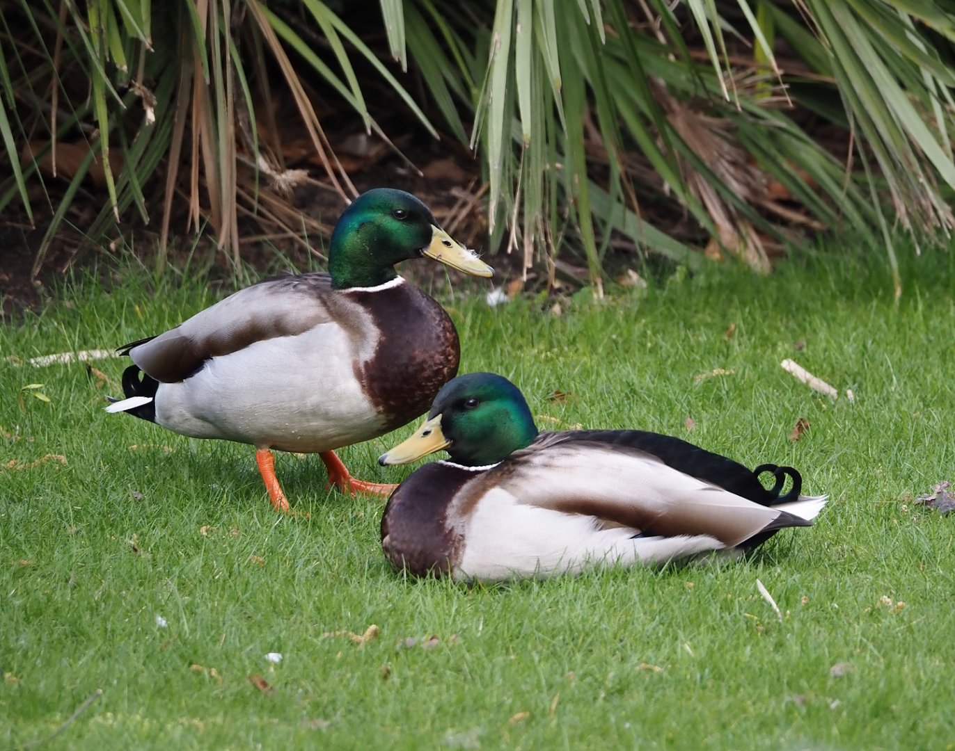 Wild Mallard drakes (Anas platyrhynchos), 2024-03-09