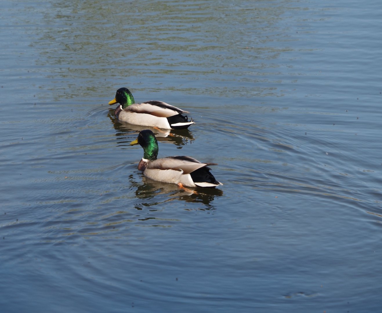 Wild Mallard drakes (Anas platyrhynchos), 2025-04-12