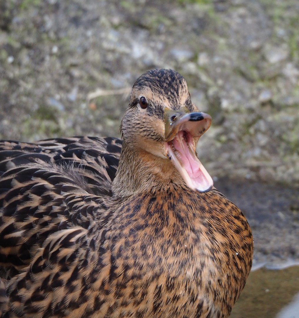 Wild Mallard female (Anas platyrhynchos), 2024-03-04