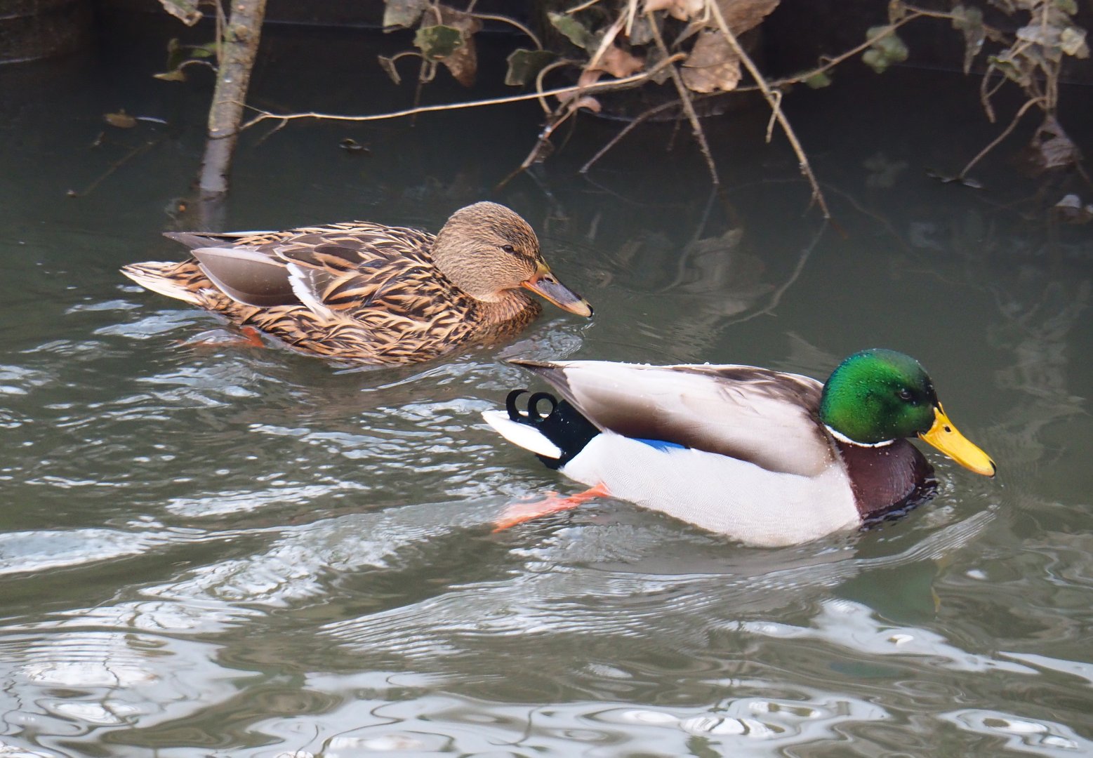 Wild Mallard pair (Anas platyrhynchos), 2021-02-14