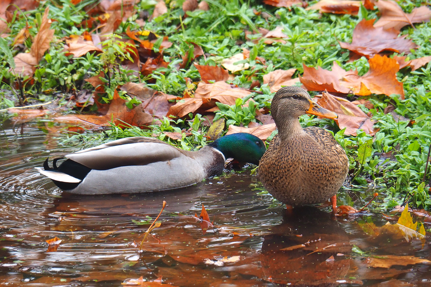 Wild Mallard pair (Anas platyrhynchos), 2021-11-06