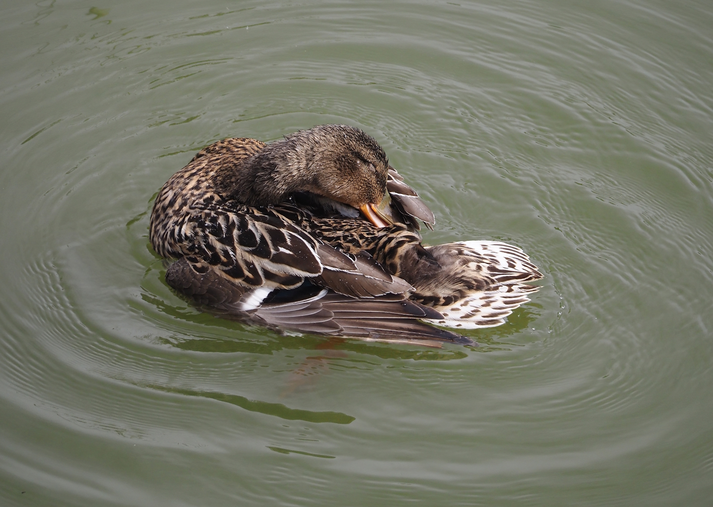 Wild Mallard preening (Anas platyrhynchos), 2024-04-06