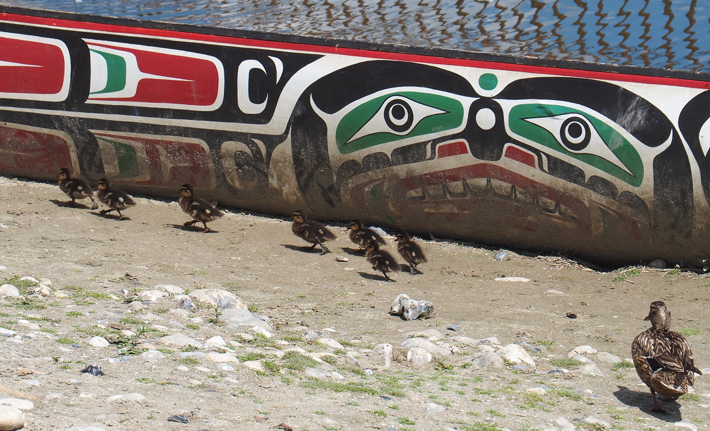Wild Mallard with chicks (Anas platyrhynchos), 2022-06-28