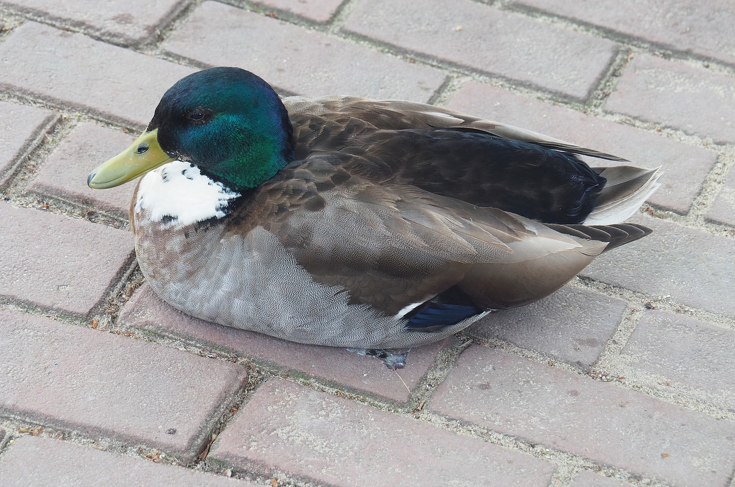 Wild Mallard with domestic duck blood (Anas platyrhynchos), 2022-06-12