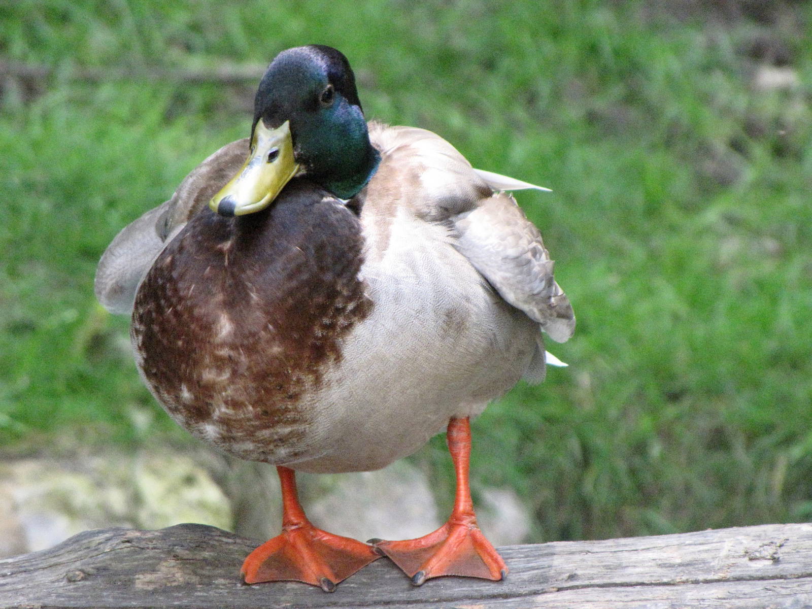 Wild Mallard