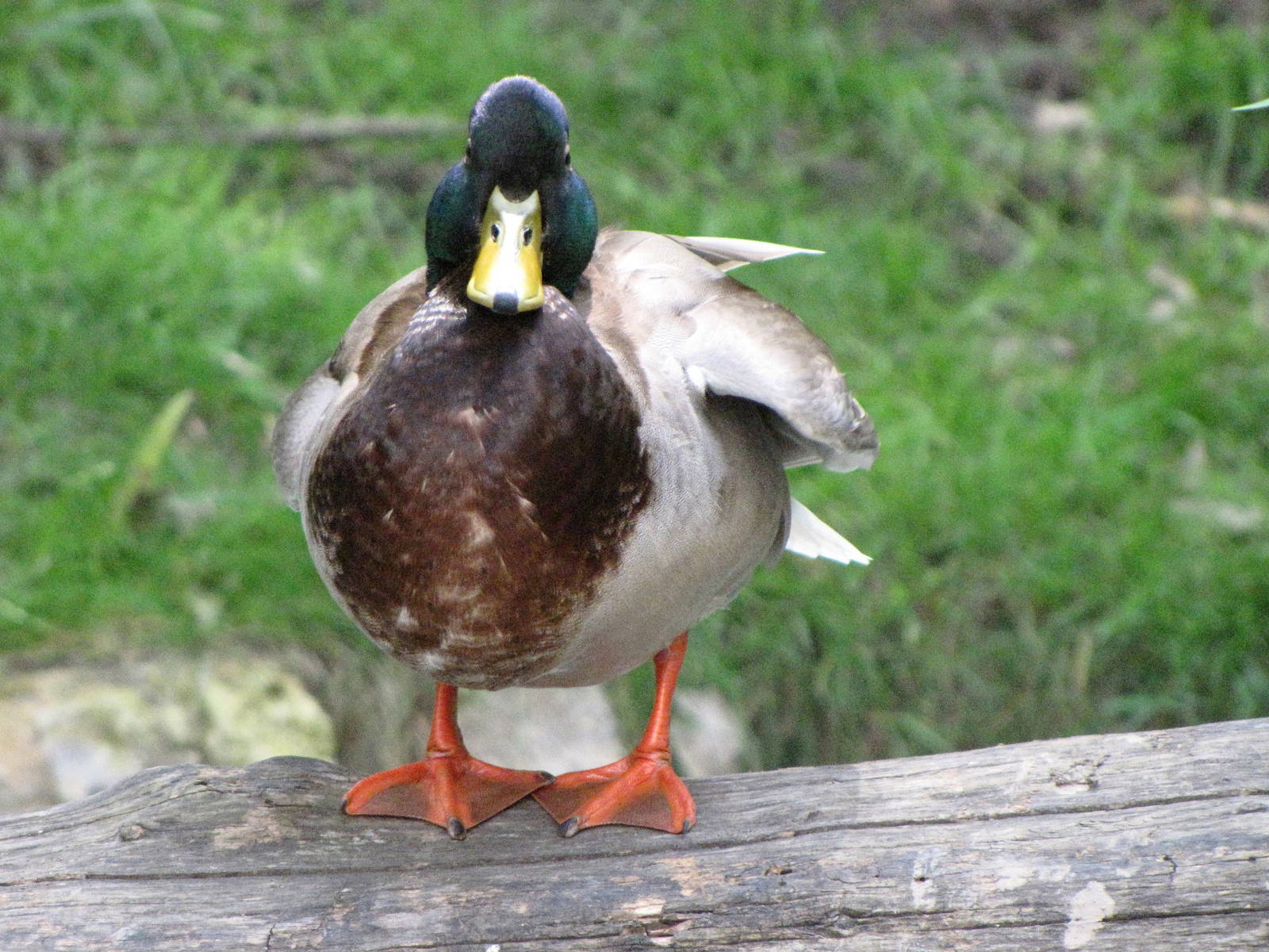 Wild Mallard