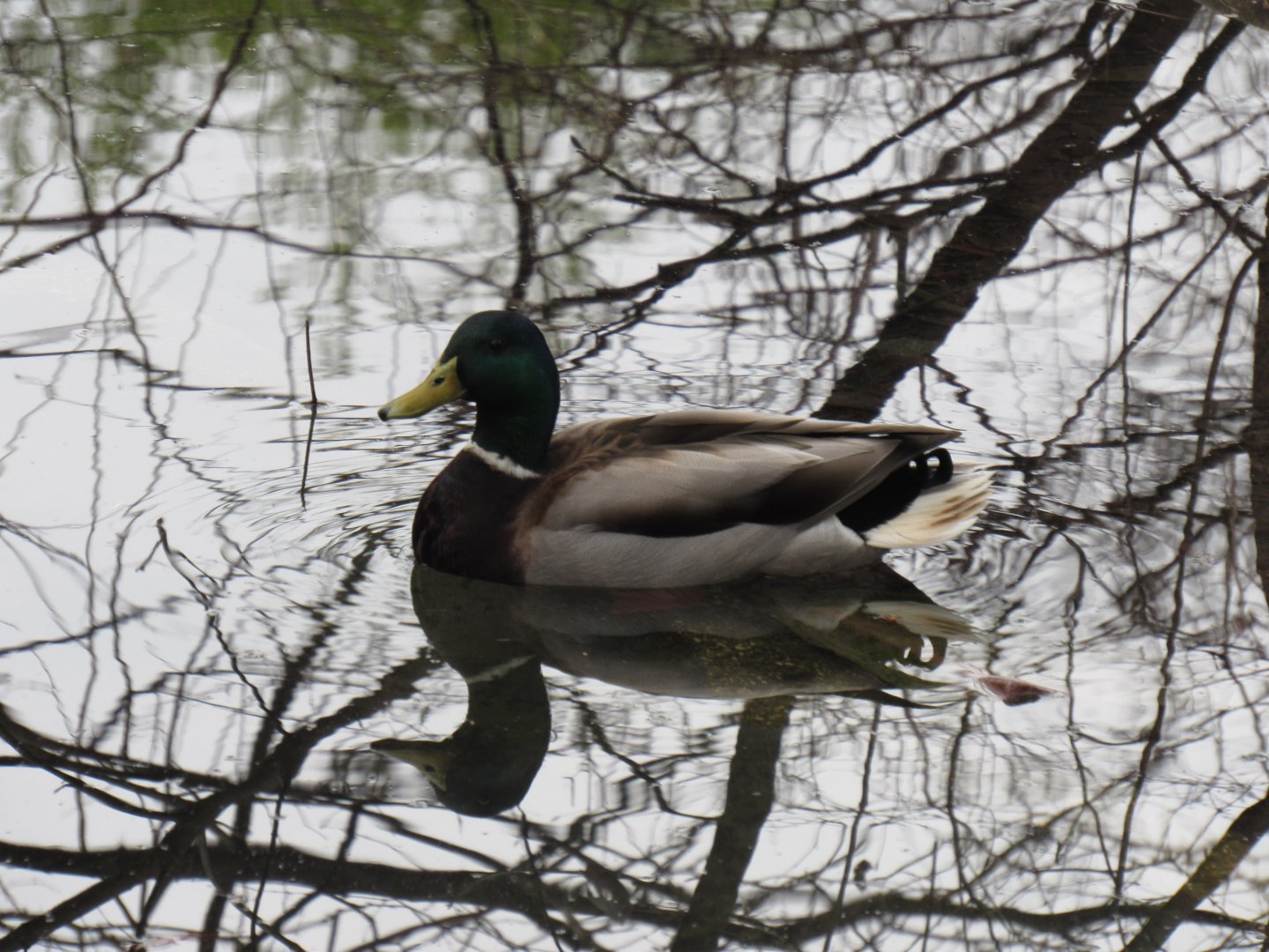 Wild Mallard