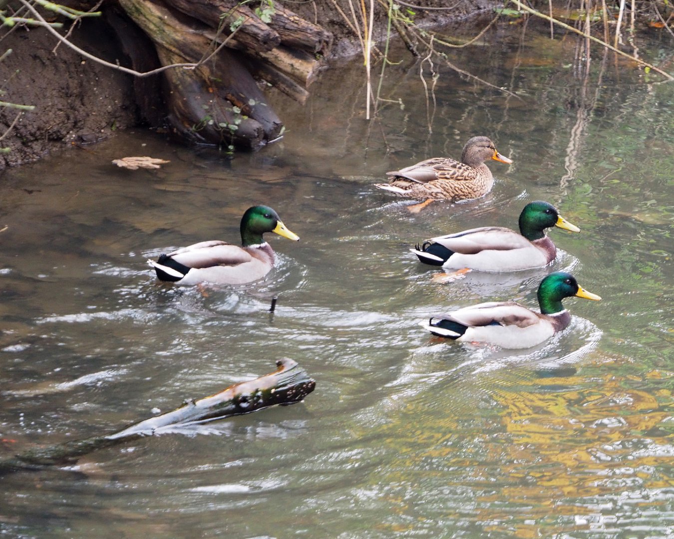 Wild Mallards (Anas platyrhynchos), 2021-11-23
