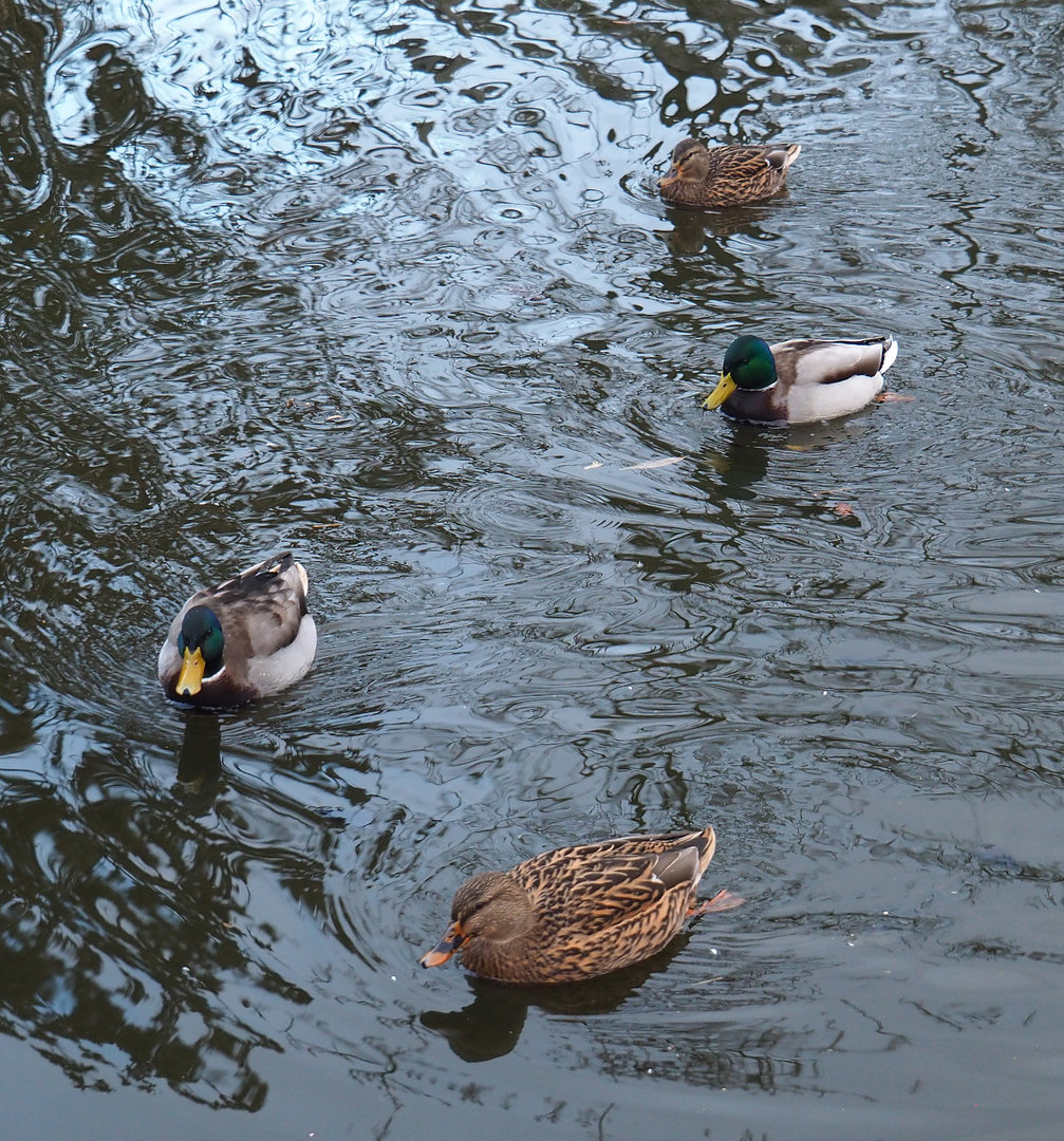 Wild mallards (Anas platyrhynchos), 2022-01-02
