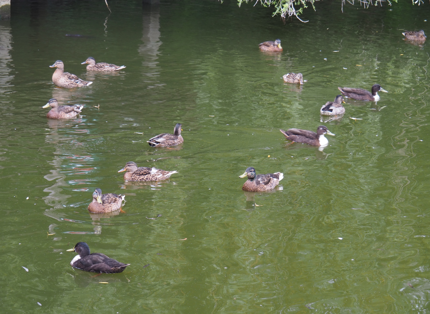 Wild Mallards and Mallard/Domestic duck hybrids (Anas platyrhynchos), 2020-07-14