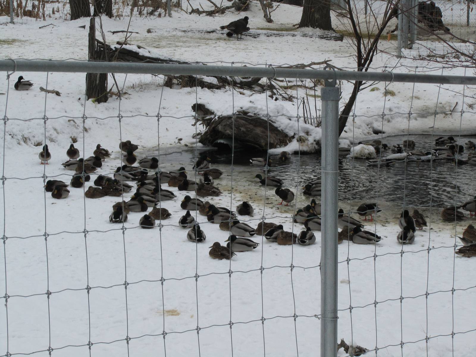Wild Mallards And Wild Turkeys  Dec 26