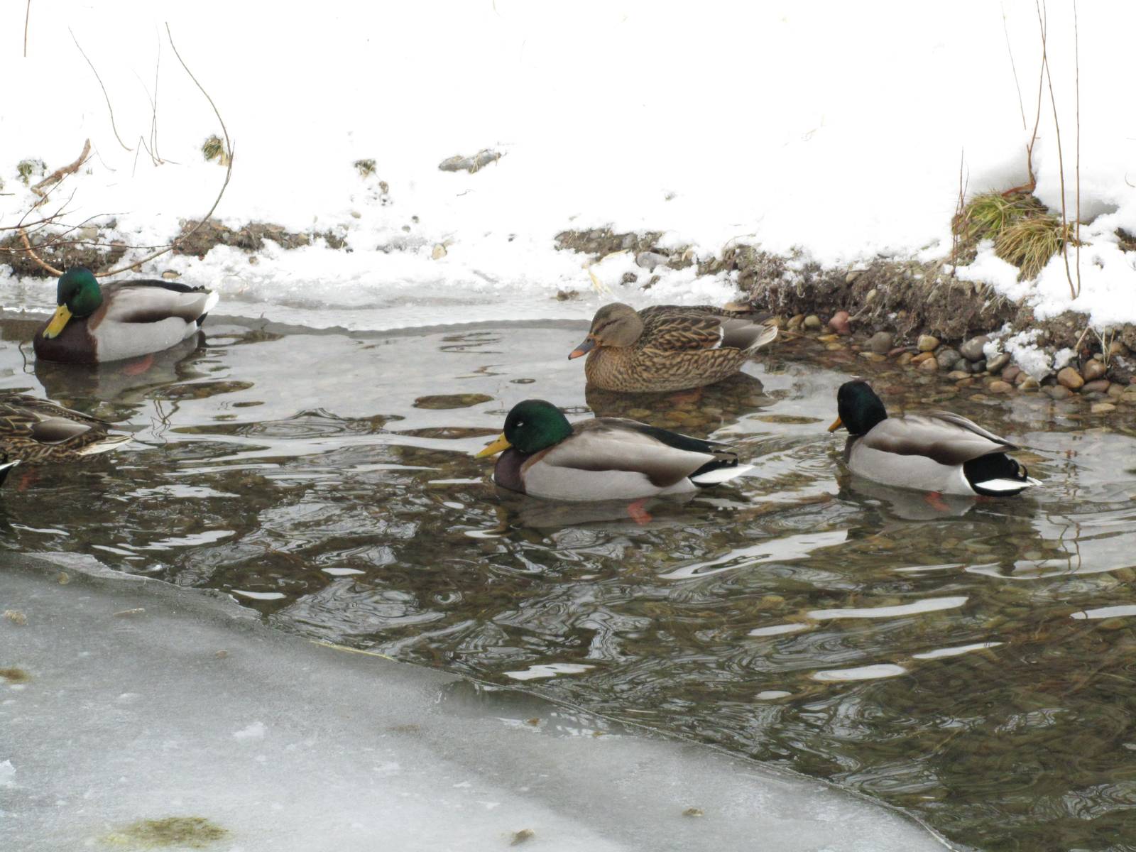 Wild Mallards Dec 26