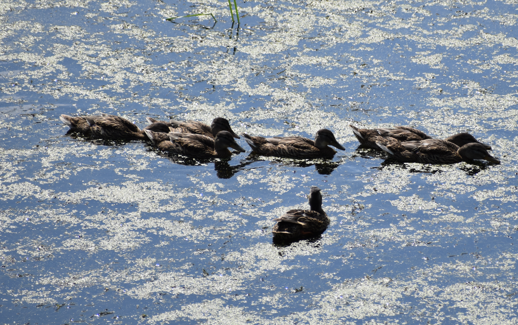 Wild Mallards ~ Minnesota Zoo