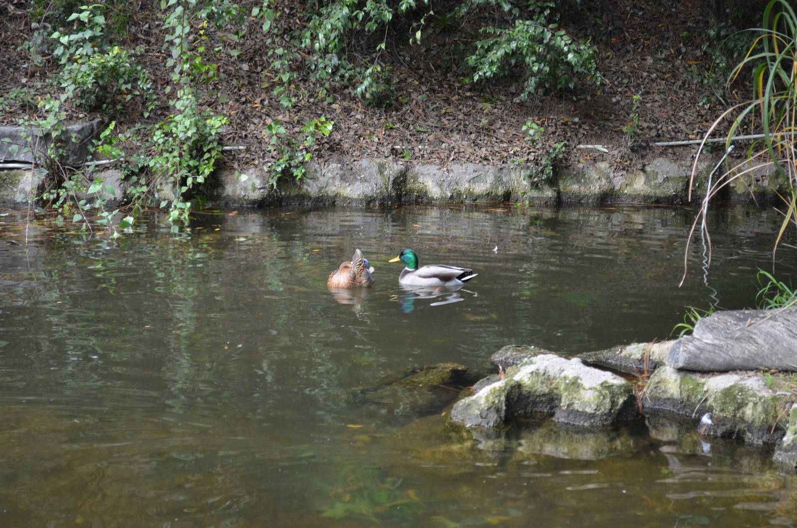 Wild Mallards - Swan Lake