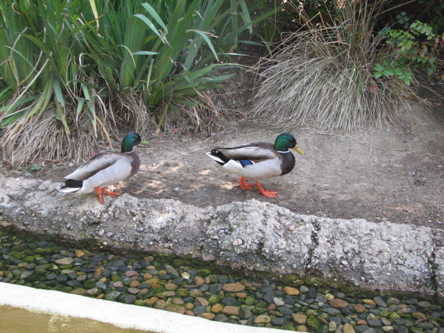Wild Mallards