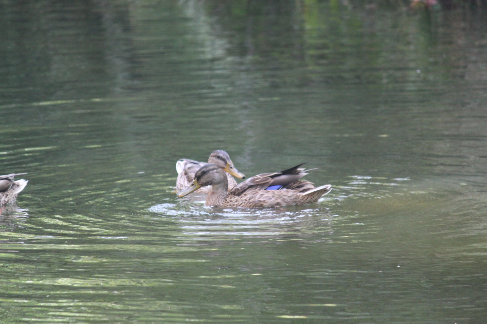 Wild Mallards