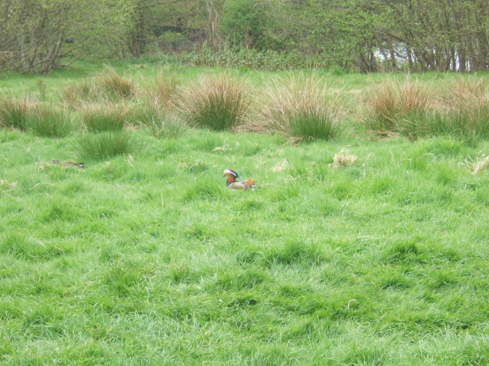 Wild Mandarin Duck in reserve