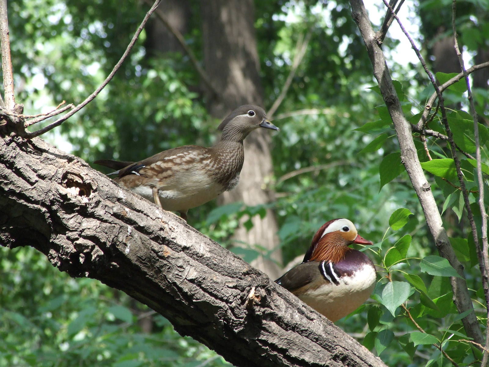 wild mandarin ducks