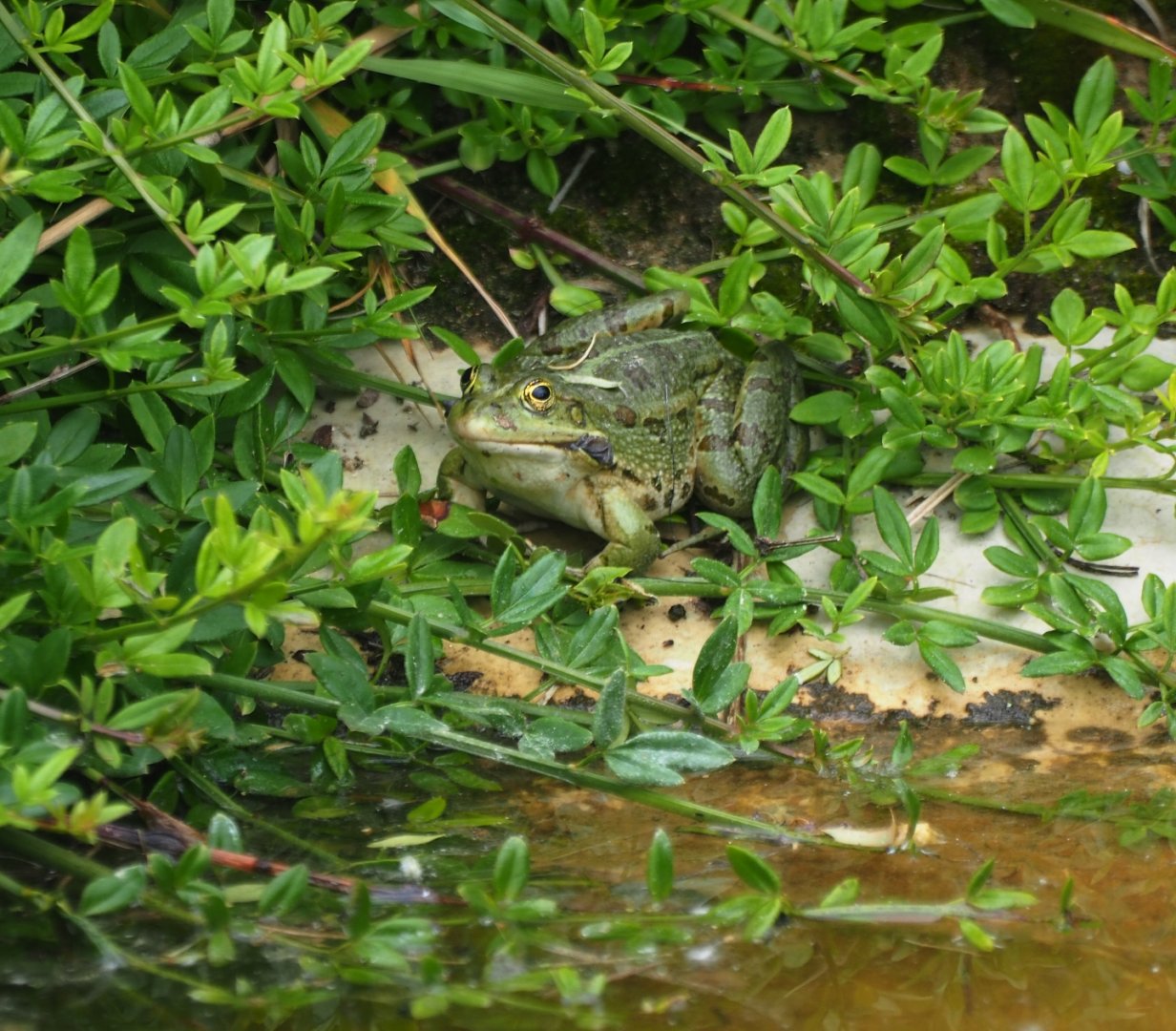 Wild marsh frog (Pelophylax ridibundus), 2019-05-31