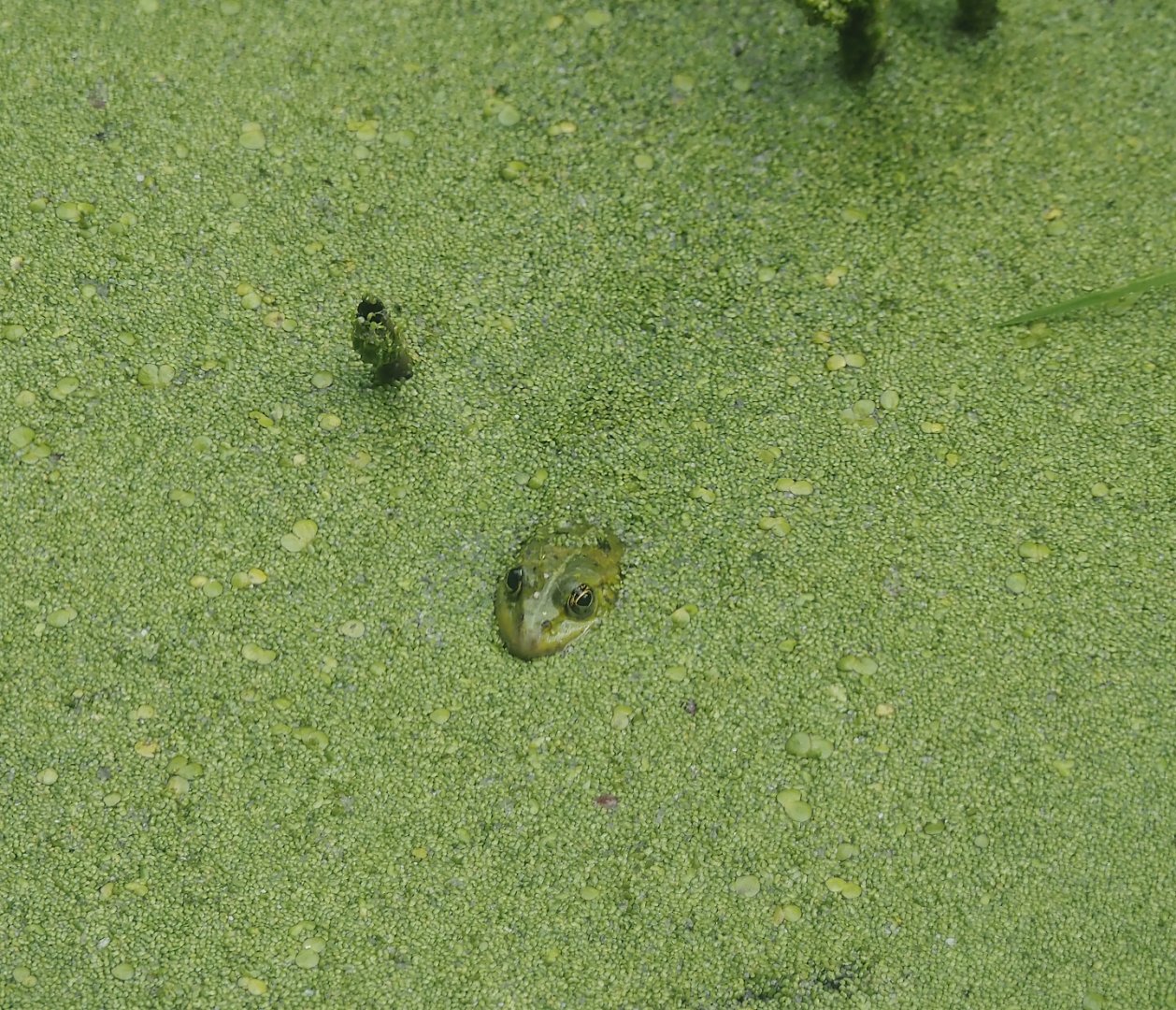 Wild marsh frog (Pelophylax ridibundus), 2024-08-05