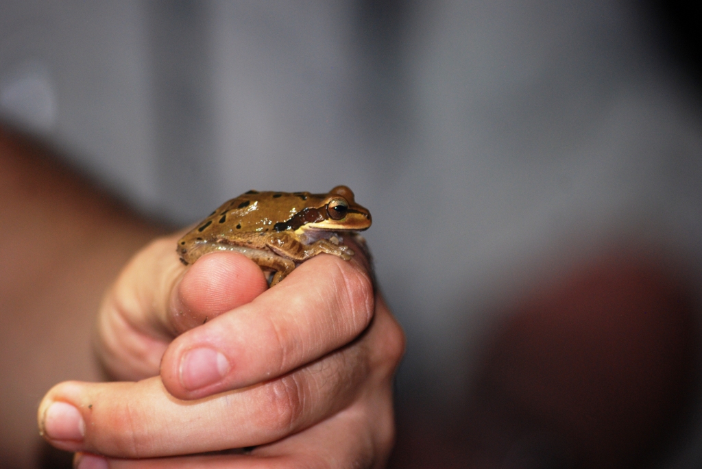 (Wild) Masked Tree Frog at Arenal Natura, 18/04/14