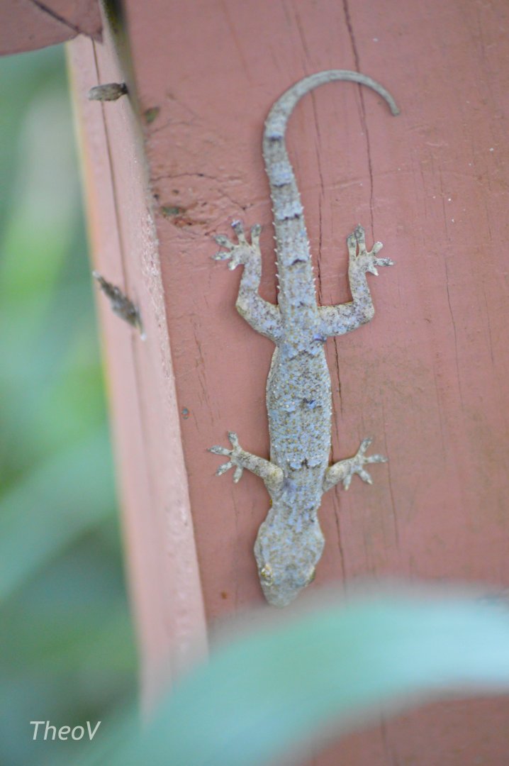 Wild Mediterranean house gecko [2017]