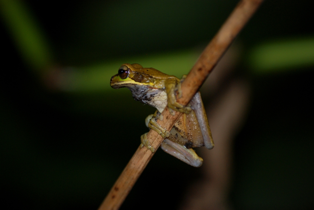 (Wild) Mexican Tree Frog at Arenal Natura, 18/04/14
