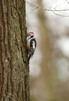 Wild middle spotted woodpecker (Dendrocoptes medius)