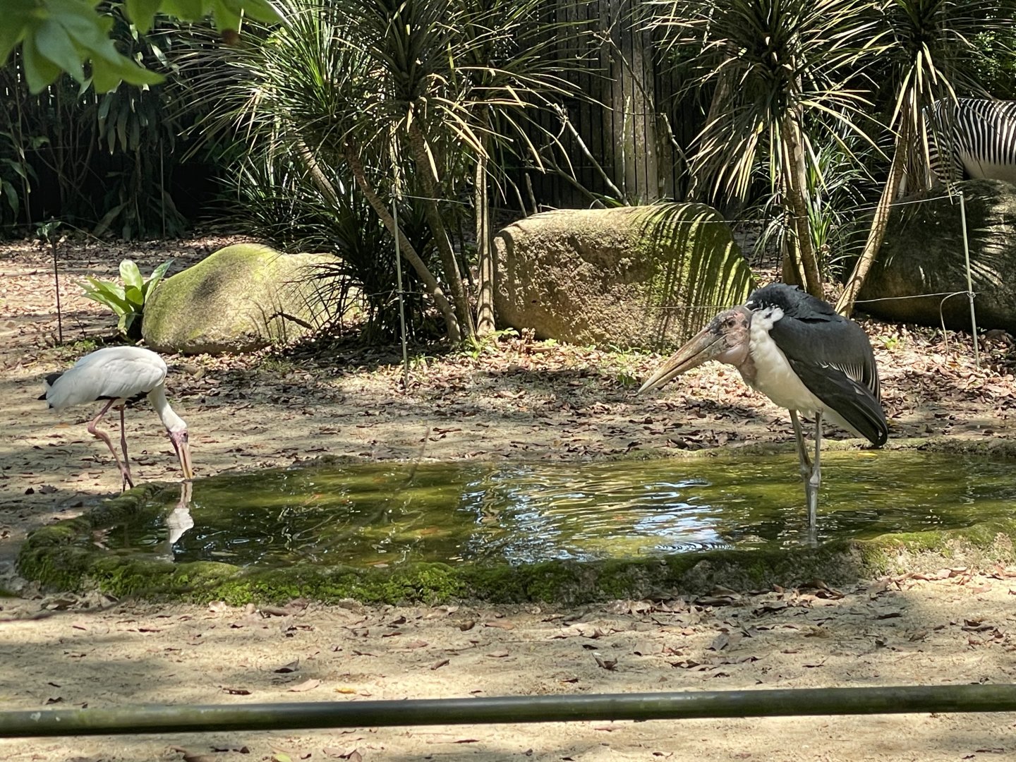 Wild Milky Stork (Mycteria cinerea)